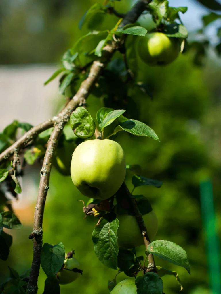 Pomme verte sur sa branche dans le verger de Pomage