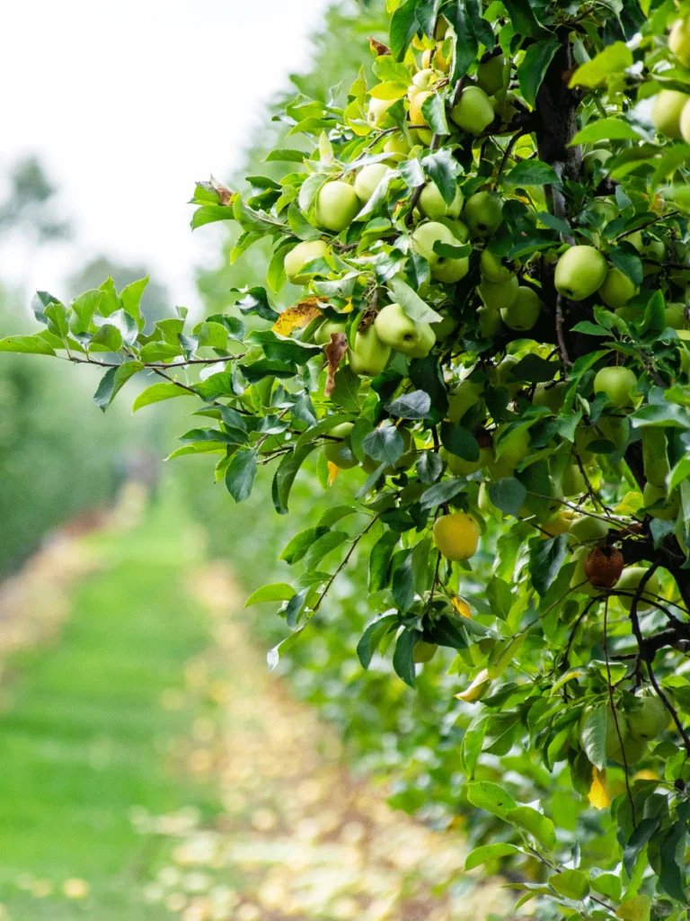 Rang de pommiers chargés de pommes vertes dans le verger