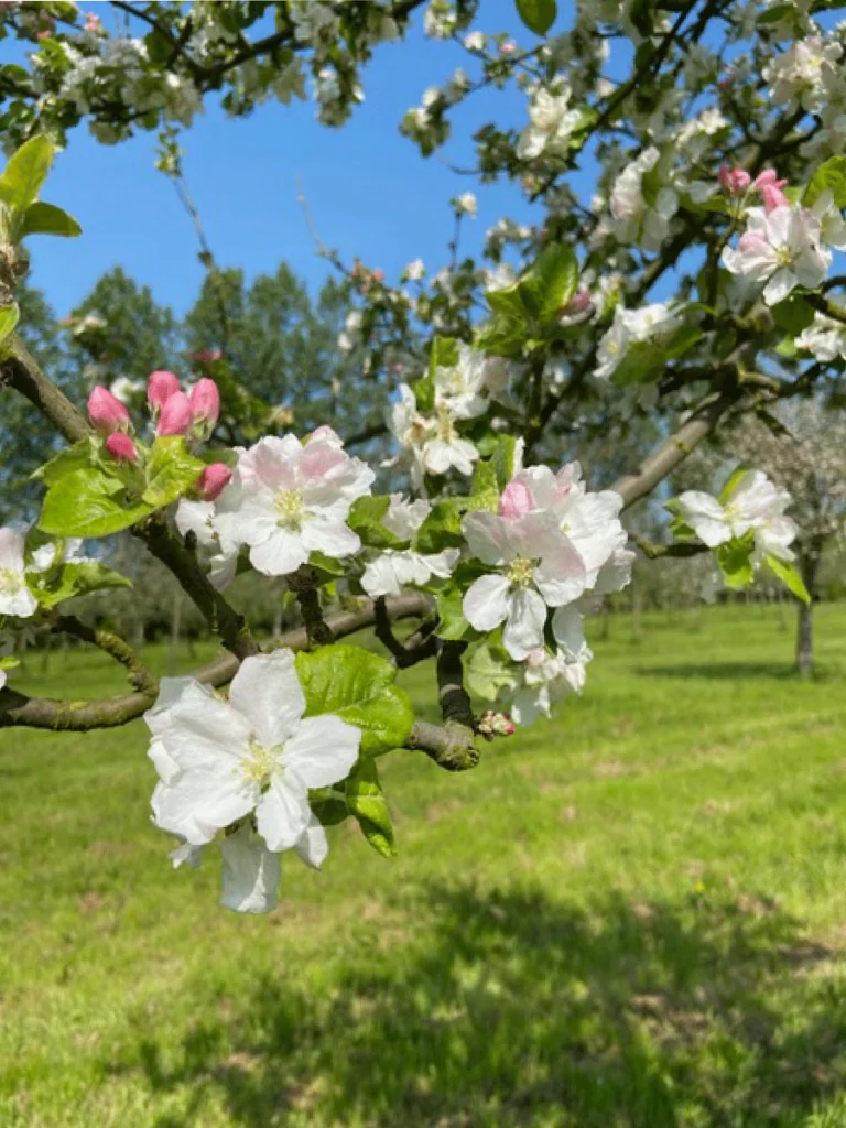 Pommiers en fleurs au printemps dans le verger de Pomage